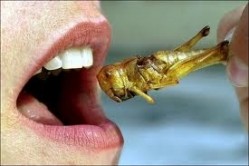 Insect protein ‘similar to conventional meat’