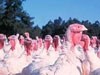 Cargill resumes ground turkey production