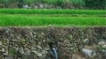 Korea: Cheongsando irrigated terraces