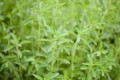 Enzymatically modified stevia has been around in Korea for years