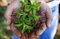 Industrial applications of stevia: ‘The focus now is on optimizing the minor glycosides’