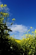 Canola - with a heart and brain healthy twist...