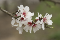 Bee friendly? Pollinating California's almond crop