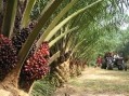 Sustainability update: Palm oil, cocoa and eco-claims
