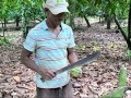 Cocoa farmer income will be high on the agenda at WCC. Pic: CN