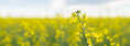 How canola protein is shaping the future of plant-based innovation