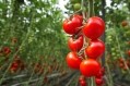 Having established its first four regenerative agriculture projects in Europe and the US, Unilever's environmental impact results are now in. GettyImages/Sjo