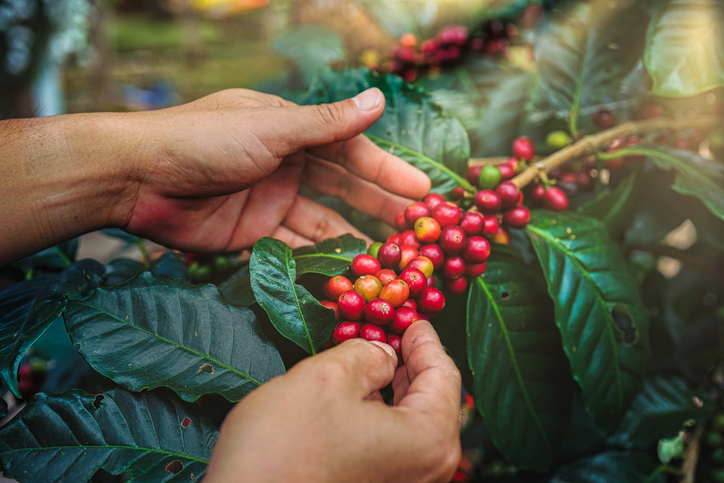 Coffee Plant - GettyImages - Lucky Sky