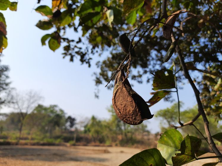 Pongamia-tree-GettyImages-Subas Chandra Mahato