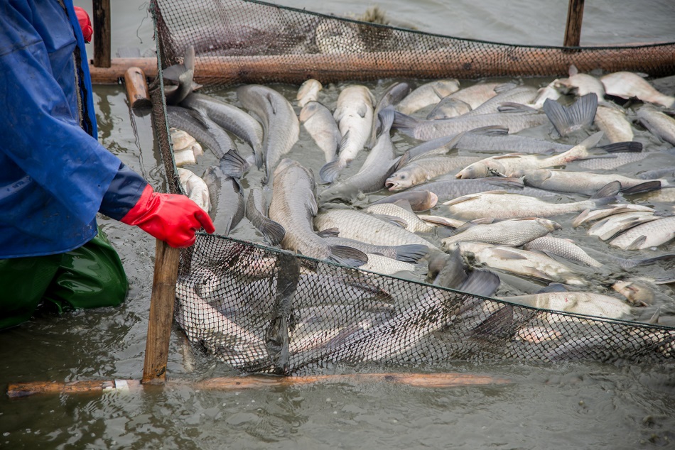 Study highlights 'troubling' absence of animal welfare knowledge in  aquaculture